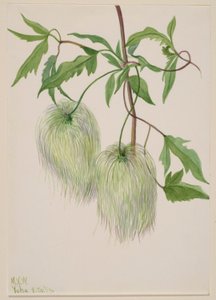 Plant Study