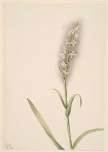 Untitled (Plant Study)