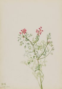 Untitled--Plant Study