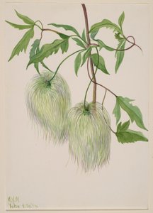 Untitled--Plant Study by Mary Vaux Walcott