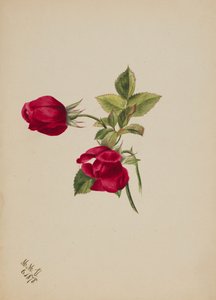 Untitled--Rose
