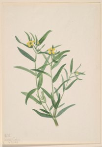 Untitled (Flower Study)