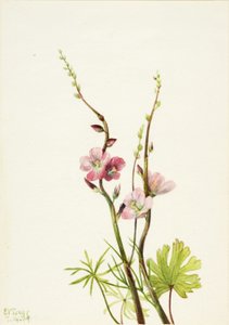 Untitled (Flower Study) by Mary Vaux Walcott