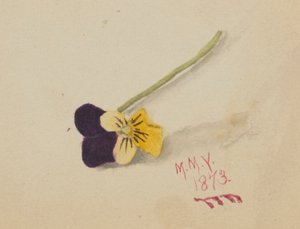 Untitled (Pansy) by Mary Vaux Walcott
