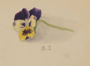 Untitled (Pansy) by Mary Vaux Walcott