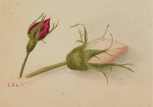 Untitled (Rosebuds) by Mary Vaux Walcott