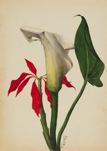 Untitled Calla Lily by Mary Vaux Walcott