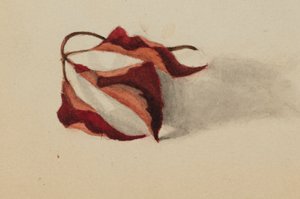 Untitled Curled Autumn Leaves