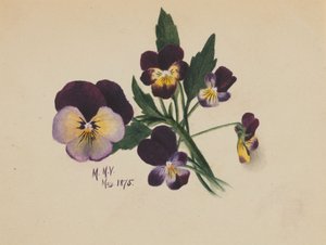 Untitled Pansies, 1875 by Mary Vaux Walcott