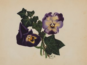 Untitled Pansies and Ivy by Mary Vaux Walcott