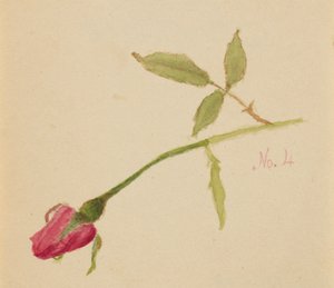 Untitled Rose by Mary Vaux Walcott