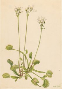 Venus Flytrap by Mary Vaux Walcott