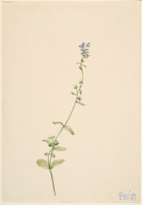Thyme-leaved Speedwell by Mary Vaux Walcott