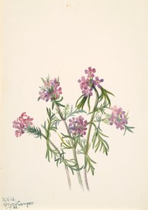 Vervain Verbena wrightii