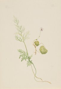 Marsh Violet by Mary Vaux Walcott