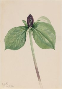 Wake-Robin Trillium sessile