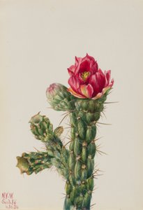 Walkingstick Cholla