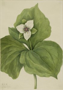 Wax Trillium by Mary Vaux Walcott