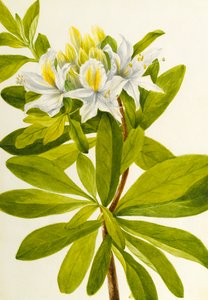 Western Azalea