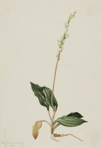 Western Rattlesnake Plantain by Mary Vaux Walcott