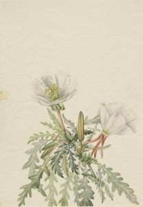 White Dawnrose Pachyloplus marginatus