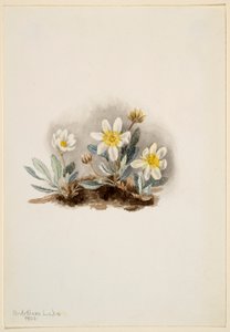 White Dryad