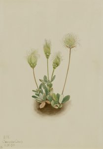 White Dryad by Mary Vaux Walcott