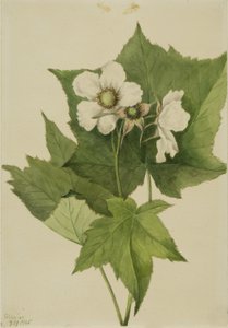 White Flowering Raspberry (Rubus parviflorus)