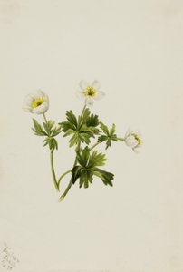 White Globeflower (Trollius Albiflorus)