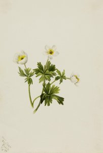 White Globeflower Trollius albiflorus, 1899