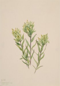 White Indian Paintbrush Castilleja occidentalis