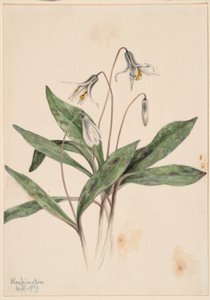 White Troutlily by Mary Vaux Walcott