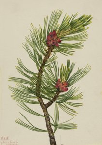 Whitebark Pine