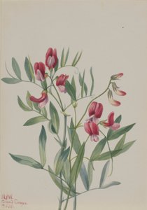 Wild Pea (Lathyrus decaphyllus)