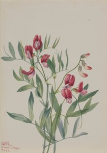 Wild Pea Lathyrus Decaphyllus