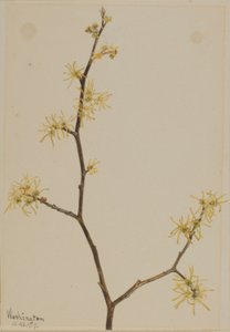 Witch-Hazel