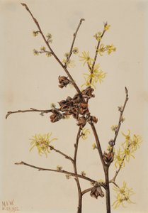 Witch Hazel Hamamelis Virginiana, 1922