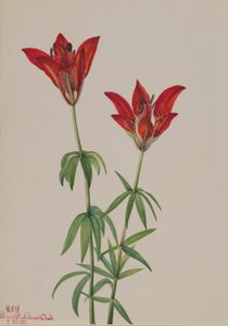 Wood Lily by Mary Vaux Walcott