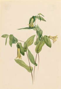 Wood Merrybells Uvularia perfoliata by Mary Vaux Walcott