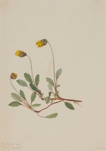 Yellow Dryad