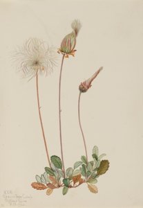 Yellow Dryad (fruit) by Mary Vaux Walcott