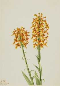 Yellow Fringe Orchid (Habenaria ciliaris)