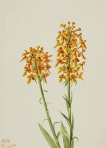 Yellow Fringe Orchid Habenaria ciliaris, 1926