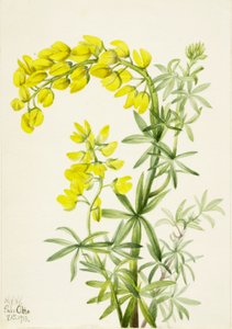 Yellow Lupine by Mary Vaux Walcott
