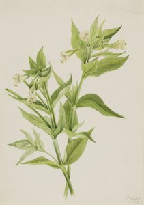 Yellow Willow-Weed (Epilobium Lutem) by Mary Vaux Walcott