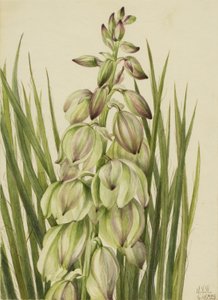 Yucca (Yucca baileyi)