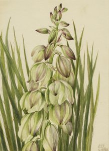 Yucca