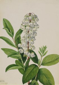 Zenobia Zenobia cassinifolia