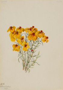 Zinnia by Mary Vaux Walcott