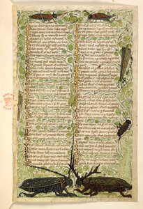 Horned beetles, crickets and a locus, Treatise on the Virtues and Vices, and an anonymous prose history of Sicily (fragment) by Master of the Cocharelli Codex